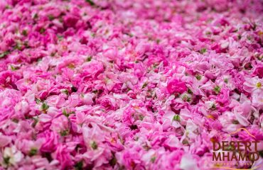 Roses-Valley-Dades-Gorges